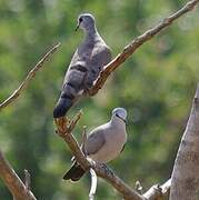 Black-billed Wood Dove