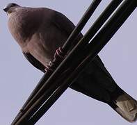 Red-eyed Dove