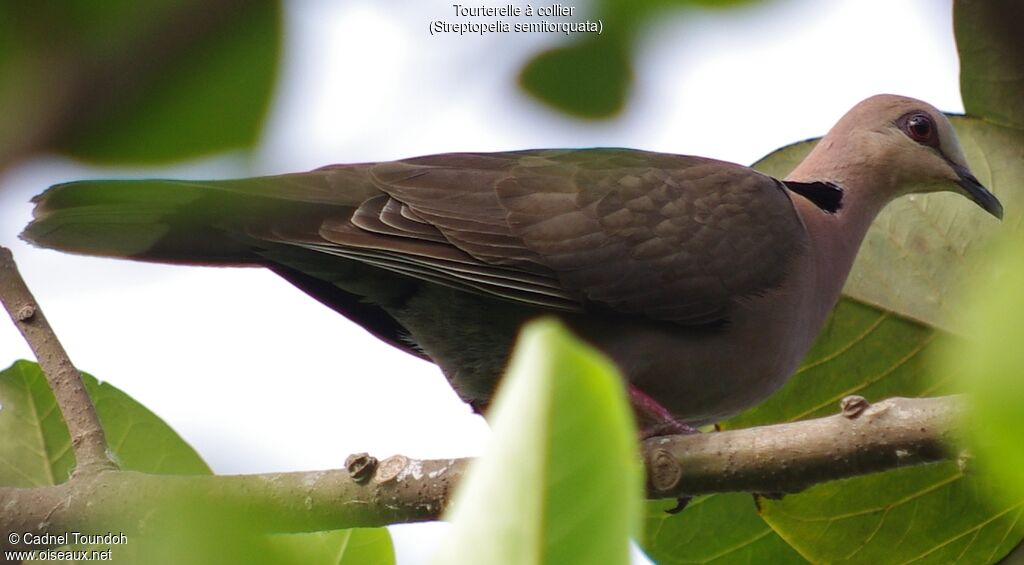 Red-eyed Doveadult, identification