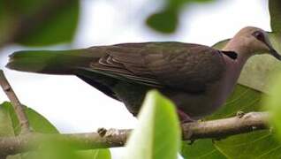 Red-eyed Dove