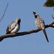 Namaqua Dove