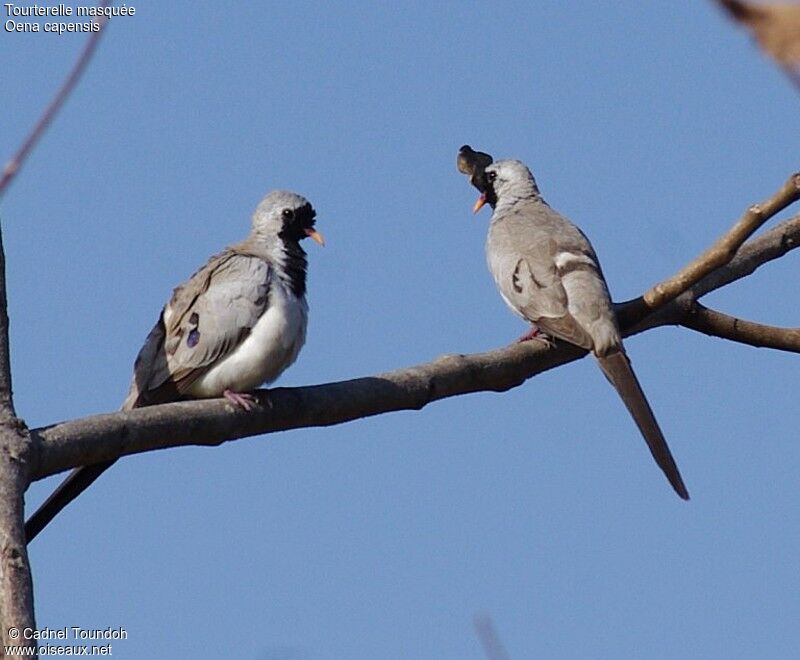 Namaqua Dove male adult breeding, identification