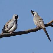 Namaqua Dove