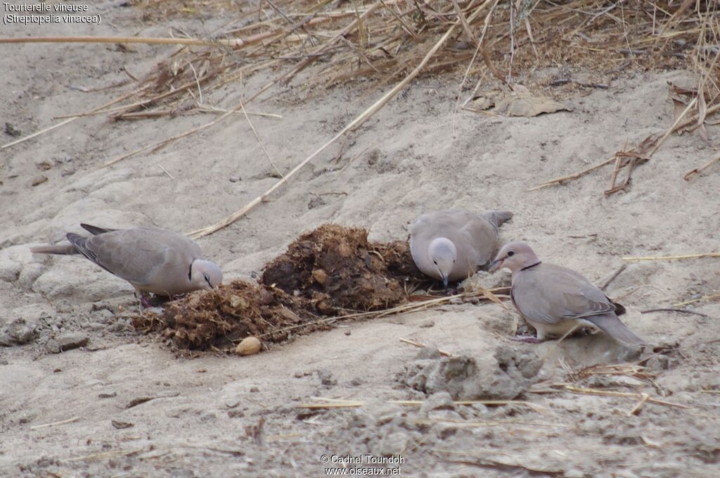 Vinaceous Doveadult, identification