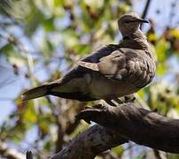 Vinaceous Dove