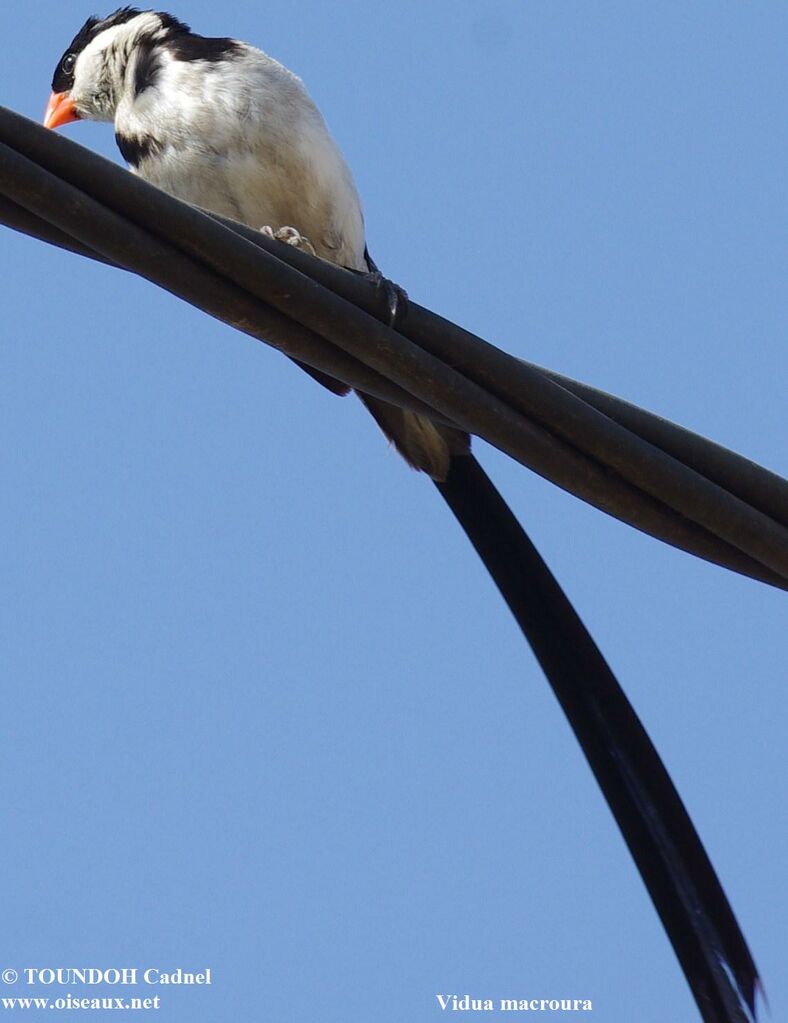 Veuve dominicaine mâle, identification