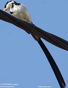 Pin-tailed Whydah