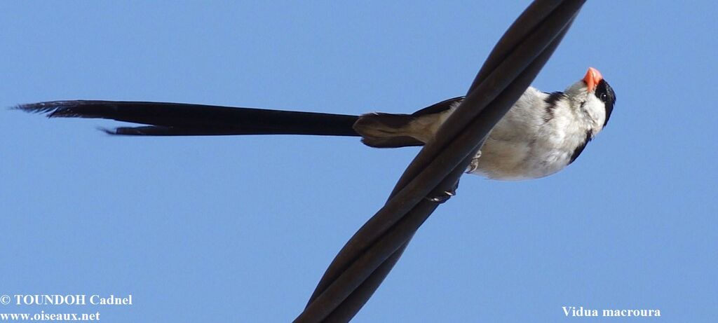 Pin-tailed Whydah male, identification