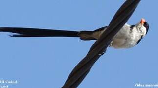 Pin-tailed Whydah