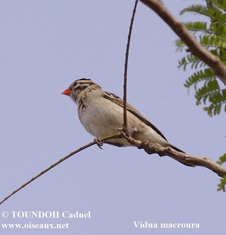 Pin-tailed Whydah male adult post breeding, identification