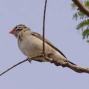 Pin-tailed Whydah