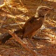 Karoo Scrub Robin