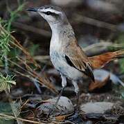 Kalahari Scrub Robin