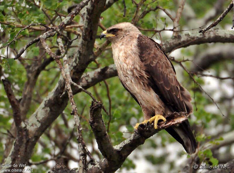 Aigle de Wahlbergimmature, identification