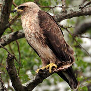 Wahlberg's Eagle