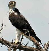 African Hawk-Eagle