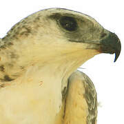 Martial Eagle