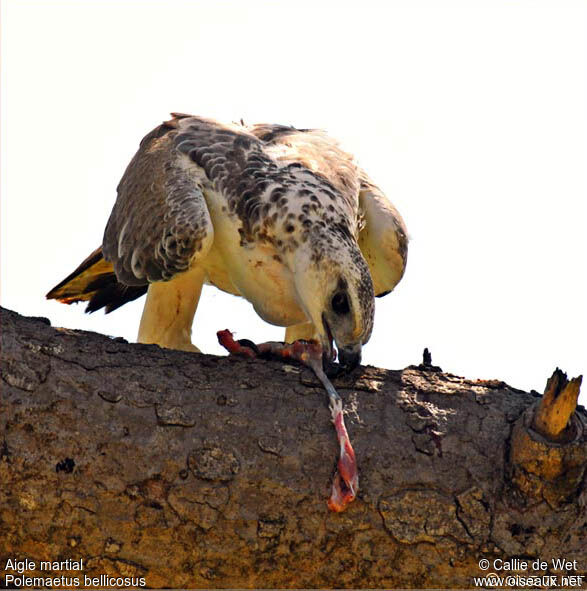 Martial Eagle