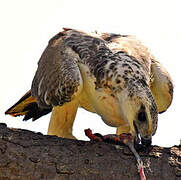 Martial Eagle