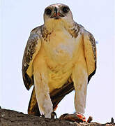 Martial Eagle