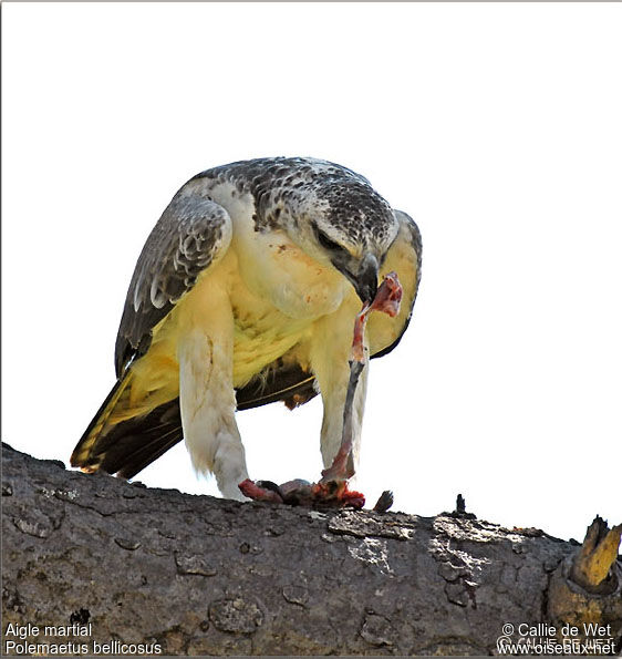 Martial Eagle