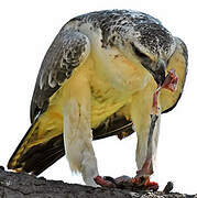 Martial Eagle