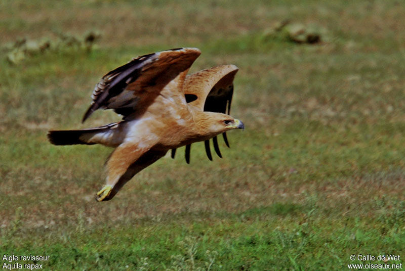 Aigle ravisseur