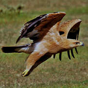 Aigle ravisseur