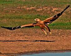 Tawny Eagle