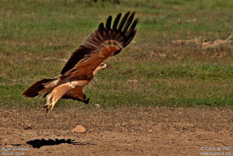 Tawny Eagle