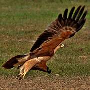 Tawny Eagle