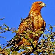 Tawny Eagle