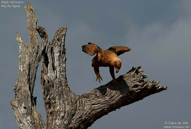 Tawny Eagle