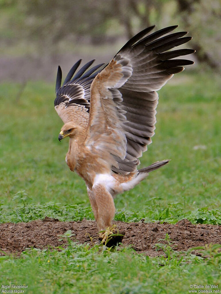 Aigle ravisseurjuvénile