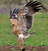 Tawny Eagle