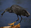 Aigrette ardoisée