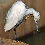 Little Egret