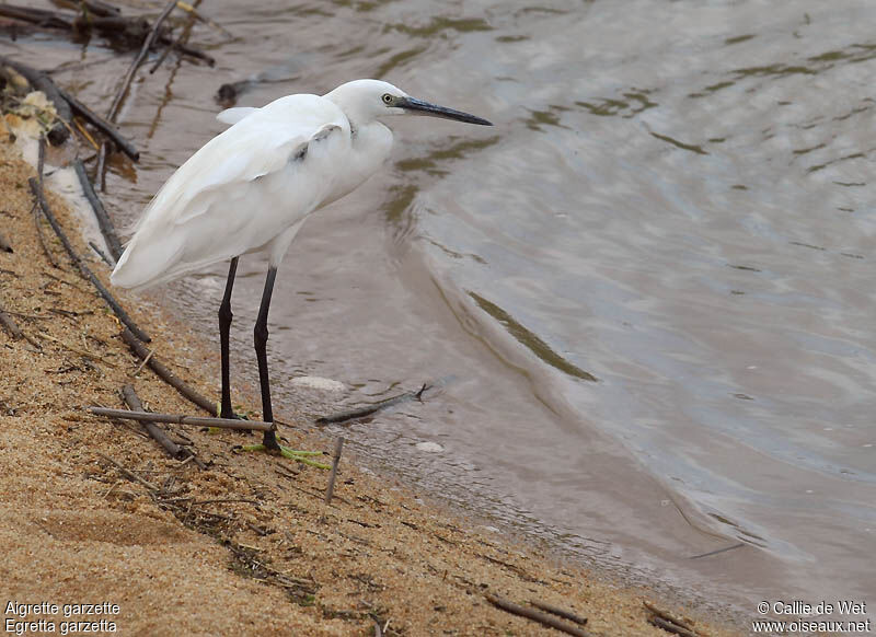 Little Egretadult