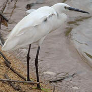 Little Egret