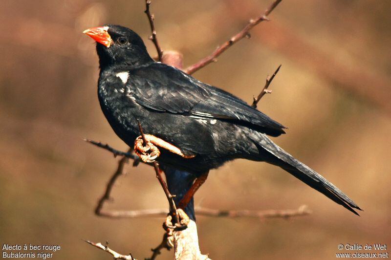 Red-billed Buffalo Weaver male adult