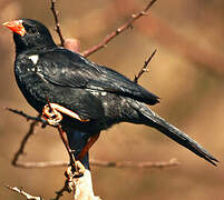 Red-billed Buffalo Weaver