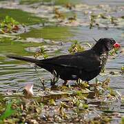 Red-billed Buffalo Weaver