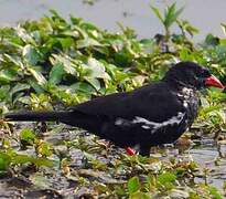 Red-billed Buffalo Weaver