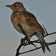 Rufous-naped Lark