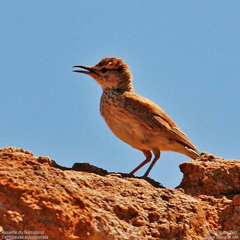 Karoo Long-billed Larkadult