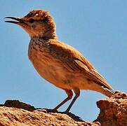 Karoo Long-billed Lark