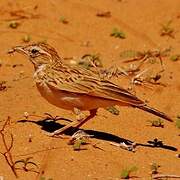 Fawn-colored Lark