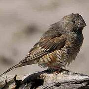 Red-headed Finch