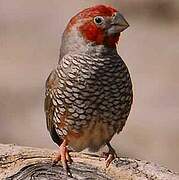 Red-headed Finch