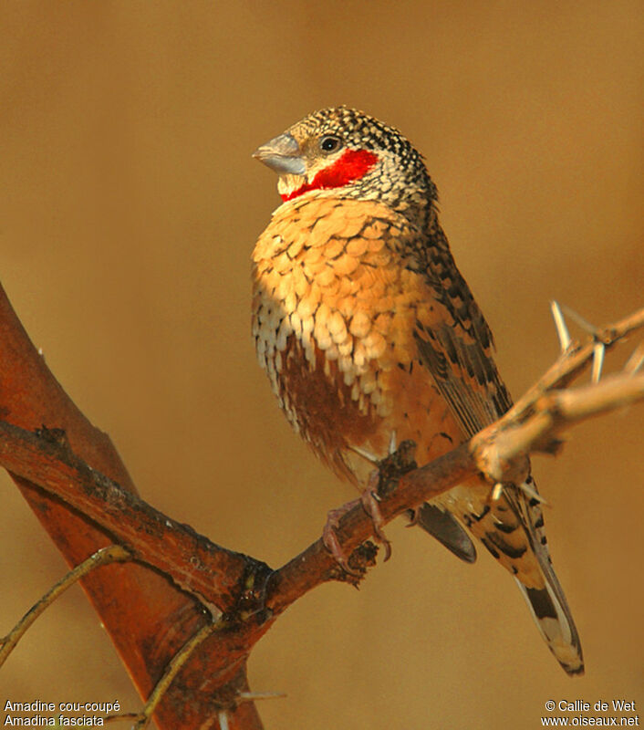 Cut-throat Finch male